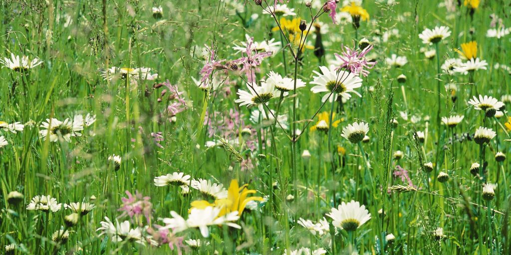 Semis de prairies fleuries et de gazons fleuris