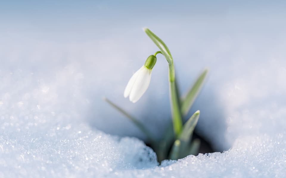 Au printemps