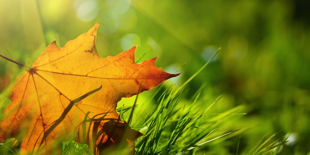 Fumure d’automne dans le gazon