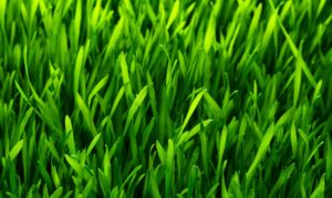 Choix du mélange pour gazon