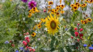 Clever Nature – la puissance de la nature pour le jardin et le gazon
