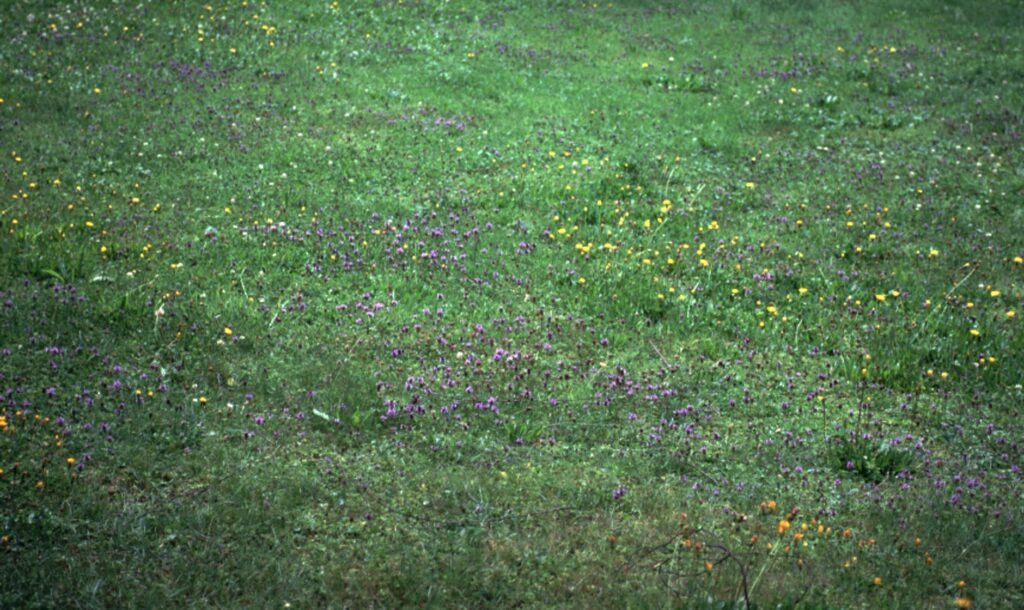 Les principales mauvaises herbes et graminées indésirables dans le gazon
