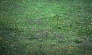 Les principales mauvaises herbes et graminées indésirables dans le gazon