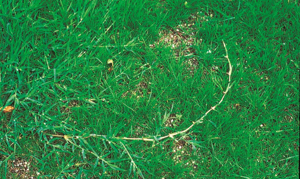 Herbe des Bermudes
