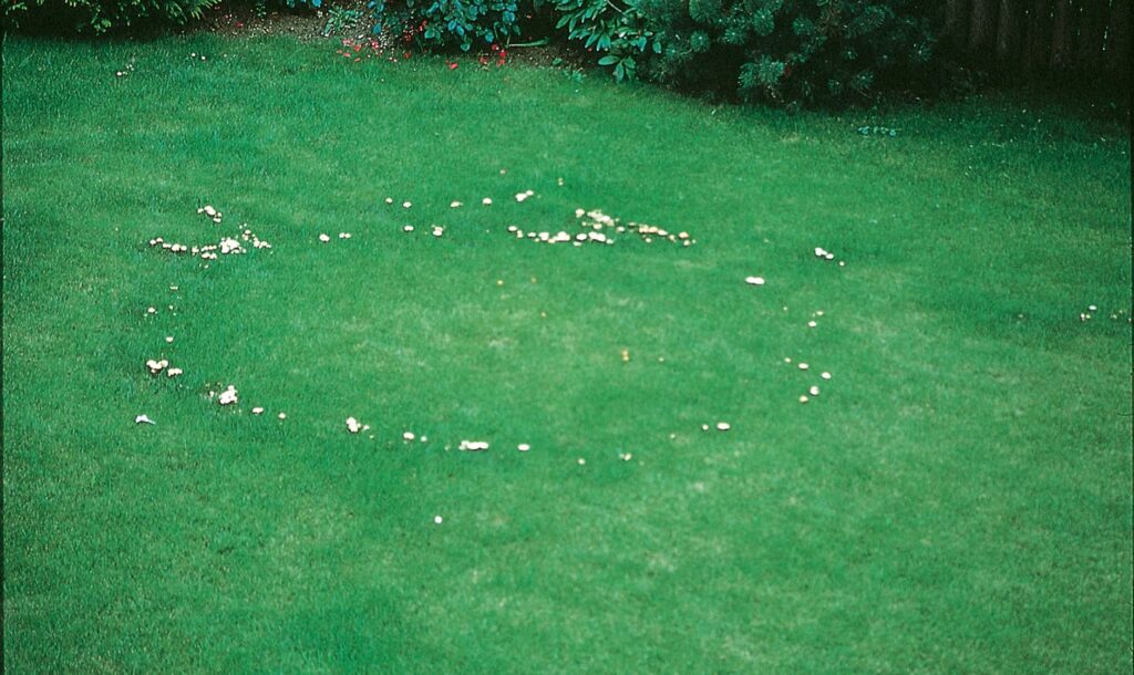 Rond de sorcière