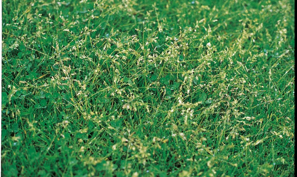 Panicule annuelle