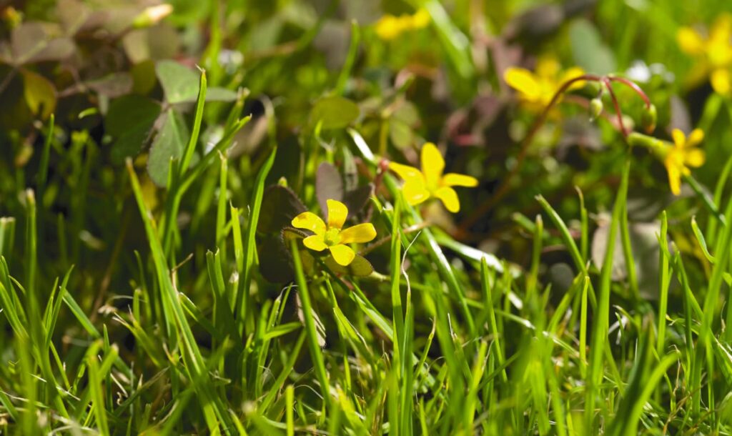 Oxalis