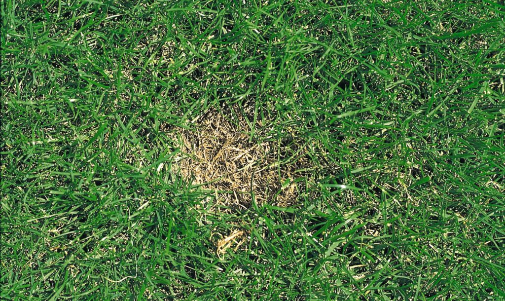 Dollar spot ou sclérotiniose