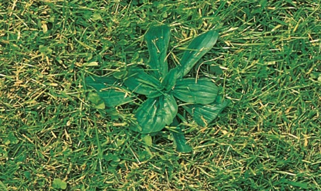 Plantain