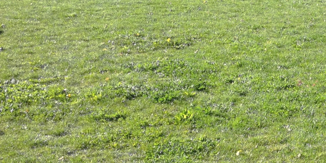 Mauvaises herbes