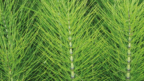 Bio Force Fungal Spray