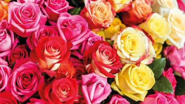 Bio Force Roses and Flowers Spray