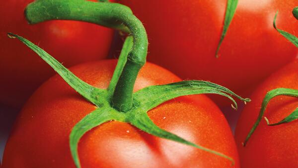 Bio Force Tomato Spray