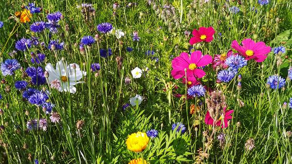 Clever Nature Magie des fleurs d'ombre – Prairie de fleurs d'ombre