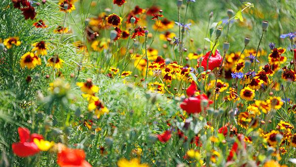 Clever Nature Parterre de fleurs – Prairie à croissance moyenne