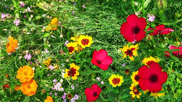 Clever Nature Splendeur des fleurs – Mélange de fleurs pur sans graminées